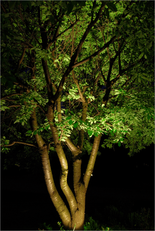 highlighting landscape lighting